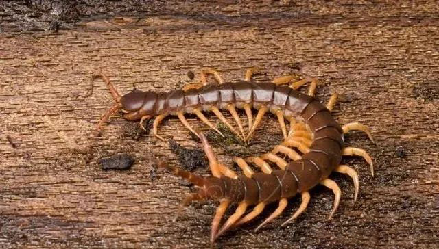 Centipedes are common